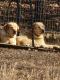 Labrador Retriever Puppies for sale in Newport, TN 37821, USA. price: NA