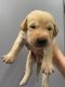 Labrador Retriever Puppies for sale in Hanford, CA 93230, USA. price: $1,200