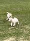 Labrador Retriever Puppies for sale in Marinette, WI 54143, USA. price: $500