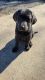 Labrador Retriever Puppies for sale in Sparta, WI 54656, USA. price: NA