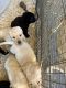 Labrador Retriever Puppies for sale in Cherry Valley, CA, USA. price: $1,000