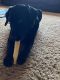 Labrador Retriever Puppies for sale in Visalia, CA, USA. price: NA