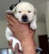 Labrador Retriever Puppies for sale in Victor, MT 59875, USA. price: $2,000