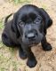 Labrador Retriever Puppies for sale in Hinesville, GA 31313, USA. price: $600