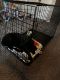 Labrador Retriever Puppies for sale in Fargo, ND, USA. price: $180