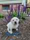 Labrador Retriever Puppies for sale in Gates County, NC, USA. price: $900