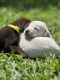 Labrador Retriever Puppies for sale in Tampa, FL, USA. price: $750