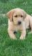 Labrador Retriever Puppies for sale in Greenville, MI 48838, USA. price: NA