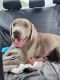 Labrador Retriever Puppies for sale in Myrtle Point, OR 97458, USA. price: NA