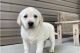 Labrador Retriever Puppies for sale in California City, CA, USA. price: $550