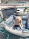 Labrador Retriever Puppies for sale in Randall, MN 56475, USA. price: NA