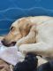 Labrador Retriever Puppies for sale in Plato, MO 65552, USA. price: $700