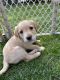 Labrador Retriever Puppies for sale in Tremont, IL 61568, USA. price: $500