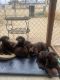 Labrador Retriever Puppies for sale in Menifee, CA, USA. price: NA
