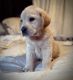 Labrador Retriever Puppies for sale in Montgomery, TX, USA. price: $700