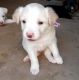 Labrador Retriever Puppies for sale in Blythe, CA, USA. price: $1