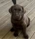Labrador Retriever Puppies for sale in Lexington, MI 48450, USA. price: $600