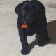 Labrador Retriever Puppies for sale in Sperry, IA 52650, USA. price: NA