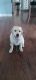 Labrador Retriever Puppies for sale in Grand Rapids, MI, USA. price: NA