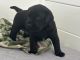 Labrador Retriever Puppies for sale in Vero Beach, FL 32962, USA. price: $2,500