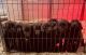 Labrador Retriever Puppies for sale in Waterloo, IL 62298, USA. price: $300