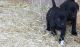 Labrador Retriever Puppies for sale in 10164 S 17 Rd, Cadillac, MI 49601, USA. price: $850