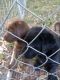 Labrador Retriever Puppies for sale in Lincolnton, GA 30817, USA. price: NA