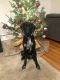 Labrador Retriever Puppies for sale in Rapid City, SD, USA. price: $200