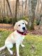 Labrador Retriever Puppies for sale in NEW PRT RCHY, FL 34655, USA. price: NA