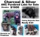 Labrador Retriever Puppies for sale in Easton, PA, USA. price: $160,000
