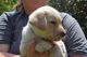 Labrador Retriever Puppies for sale in Oviedo, FL, USA. price: NA