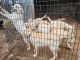 Labrador Retriever Puppies for sale in Holton, MI 49425, USA. price: NA