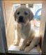 Labrador Retriever Puppies for sale in Oklahoma City, OK, USA. price: $1,200