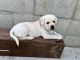 Labrador Retriever Puppies for sale in South San Francisco, CA, USA. price: $1,000
