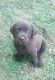Labrador Retriever Puppies for sale in Clinton, NC 28328, USA. price: $500