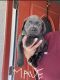 Labrador Retriever Puppies for sale in Pinetop-Lakeside, AZ, USA. price: $1,500