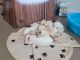 Labrador Retriever Puppies for sale in Payson, UT, USA. price: $1,700