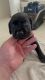 Labrador Retriever Puppies for sale in Dixon, CA 95620, USA. price: $600