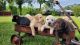 Labrador Retriever Puppies for sale in GREENWEL SPGS, LA 70739, USA. price: NA