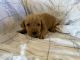 Labrador Retriever Puppies for sale in Campbell Hall, NY, USA. price: NA