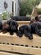 Labrador Retriever Puppies for sale in Hawthorne, CA 90250, USA. price: NA