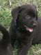 Labrador Retriever Puppies for sale in Nuangola, PA 18707, USA. price: $400