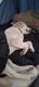 Labrador Retriever Puppies for sale in Palmer, AK 99645, USA. price: NA