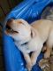 Labrador Retriever Puppies for sale in Oviedo, FL, USA. price: $1,200