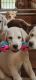 Labrador Retriever Puppies for sale in Camden, SC 29020, USA. price: $1,500