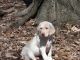 Labrador Retriever Puppies for sale in Breezewood, PA, USA. price: $300