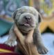 Labrador Retriever Puppies for sale in Orangevale, CA, USA. price: $2,500