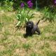 Labrador Retriever Puppies for sale in Alta, CA 95701, USA. price: $2,000