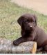 Labrador Retriever Puppies for sale in Stone Mountain, GA 30083, USA. price: NA
