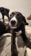 Labrador Retriever Puppies for sale in Pullman, WA 99163, USA. price: $2,000